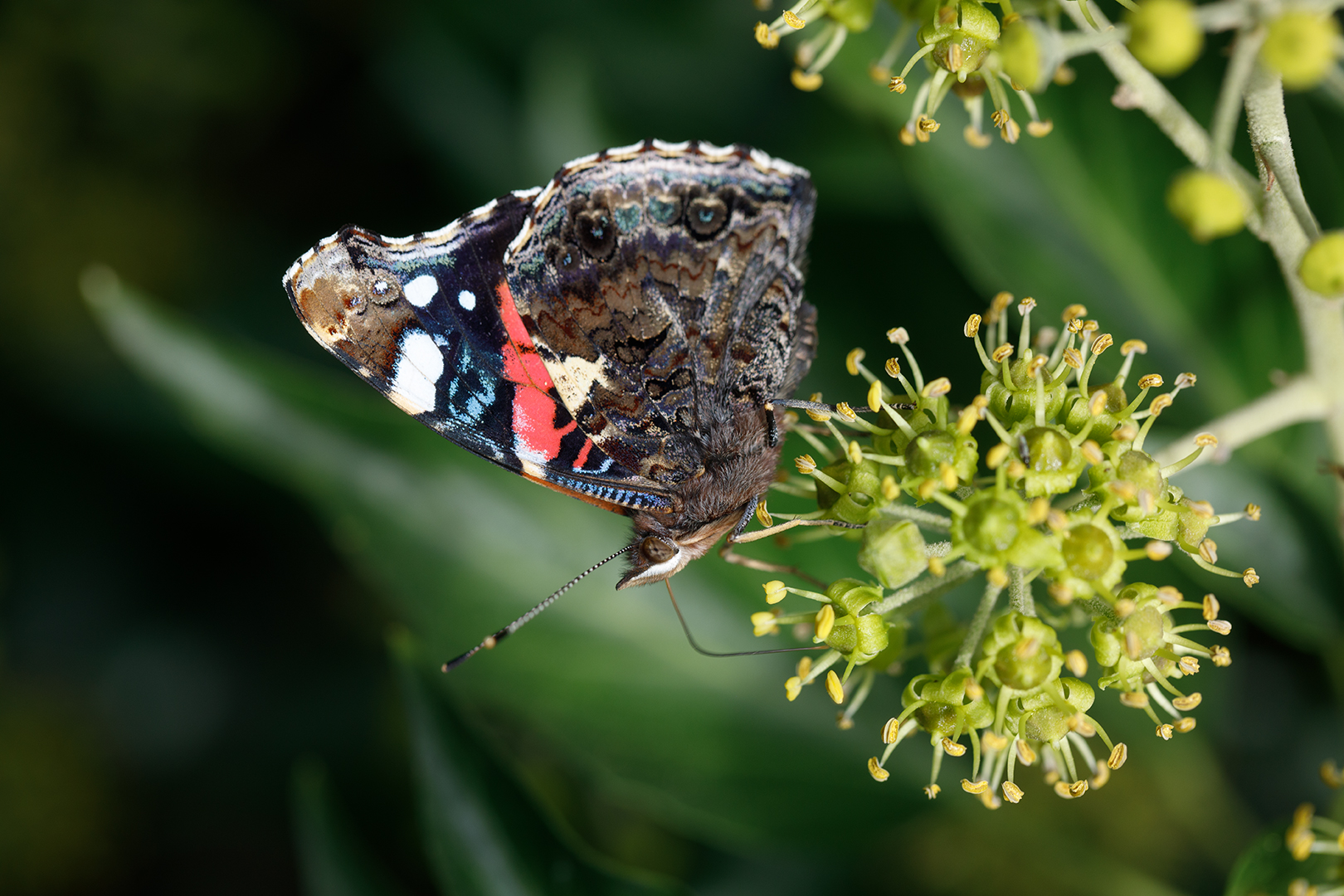 Schmetterling auf Efeu