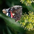 Schmetterling auf Efeu