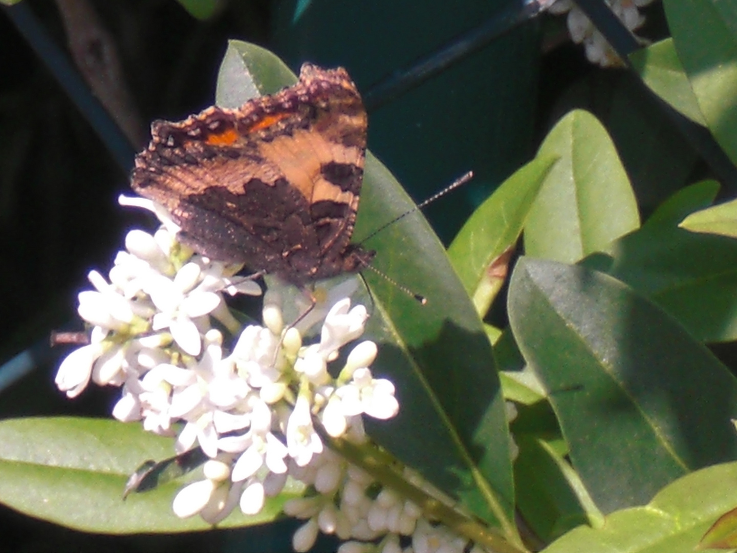 schmetterling auf eine blütte