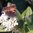 schmetterling auf eine blütte