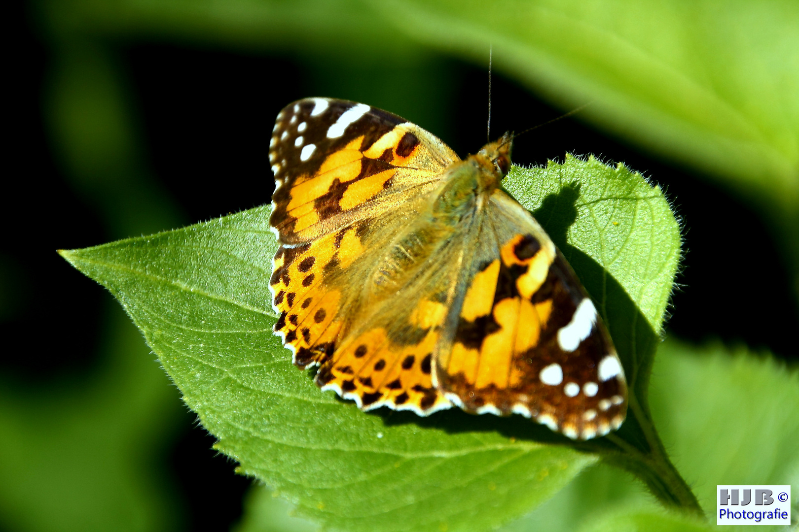 Schmetterling auf einem Blatt