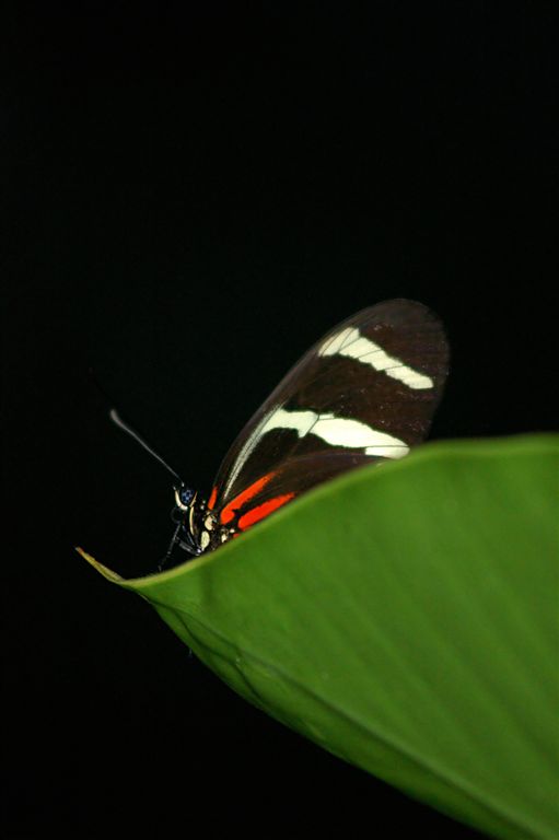 Schmetterling auf einem Blatt