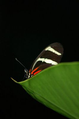 Schmetterling auf einem Blatt