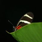 Schmetterling auf einem Blatt