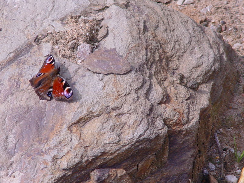 Schmetterling auf einem Felsen