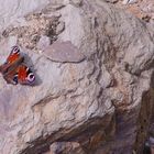 Schmetterling auf einem Felsen