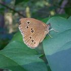 Schmetterling auf einem Fliederstrauch