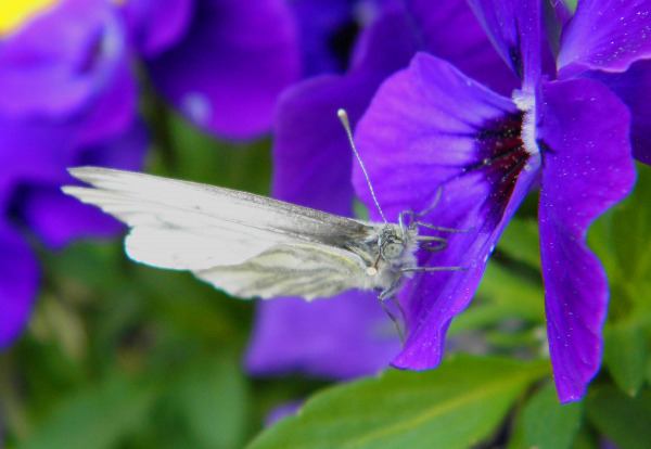 Schmetterling auf einem Stiefmütterchen