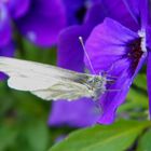 Schmetterling auf einem Stiefmütterchen