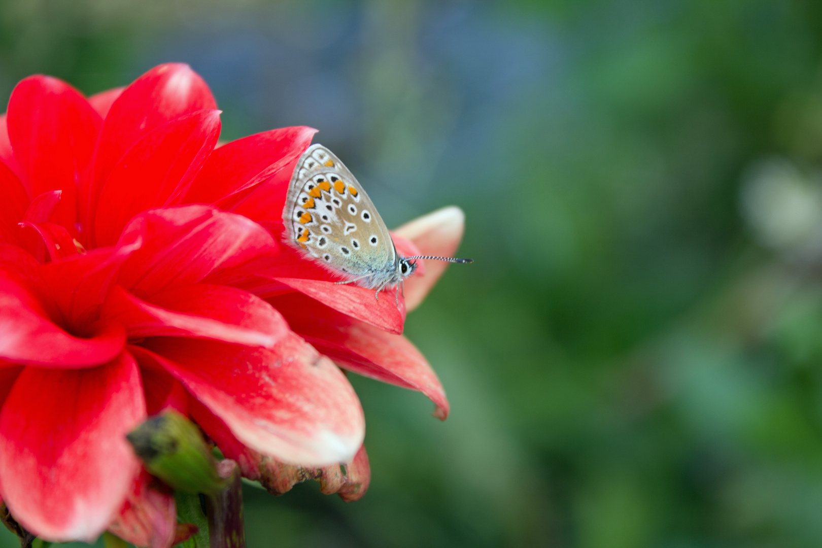 Schmetterling auf einer Aster