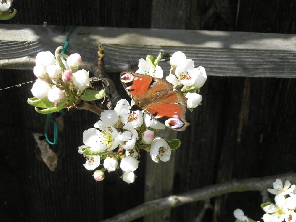 Schmetterling auf einer Birnenblüte