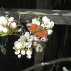 Schmetterling auf einer Birnenblüte