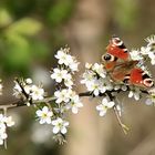 Schmetterling auf einer Blüte