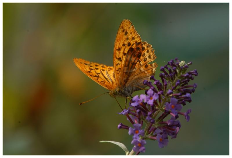 Schmetterling auf einer Blüte