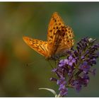 Schmetterling auf einer Blüte