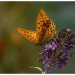 Schmetterling auf einer Blüte