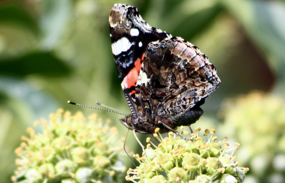 Schmetterling auf einer Blüte