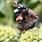 Schmetterling auf einer Blüte