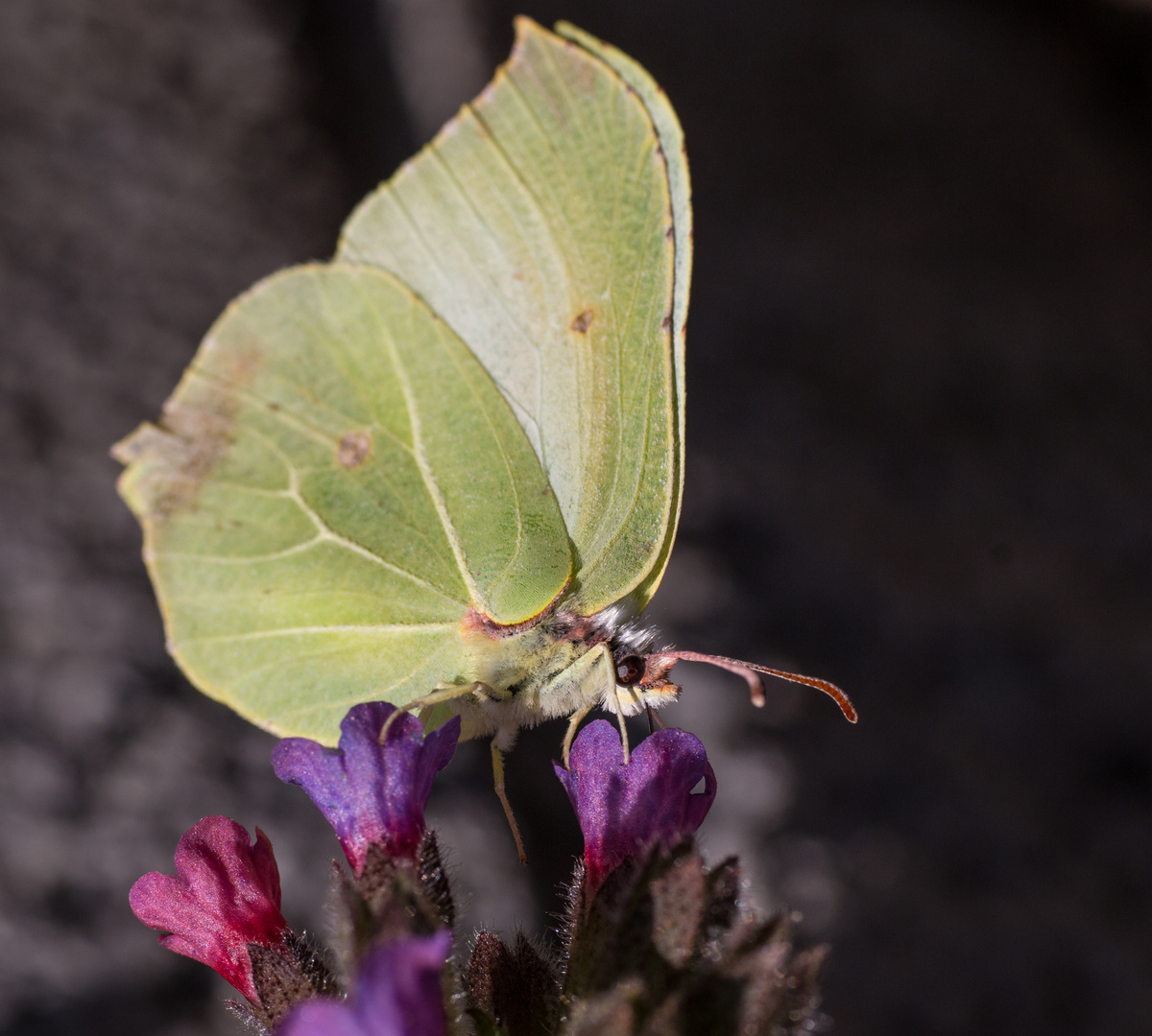 Schmetterling auf einer Blüte