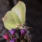 Schmetterling auf einer Blüte