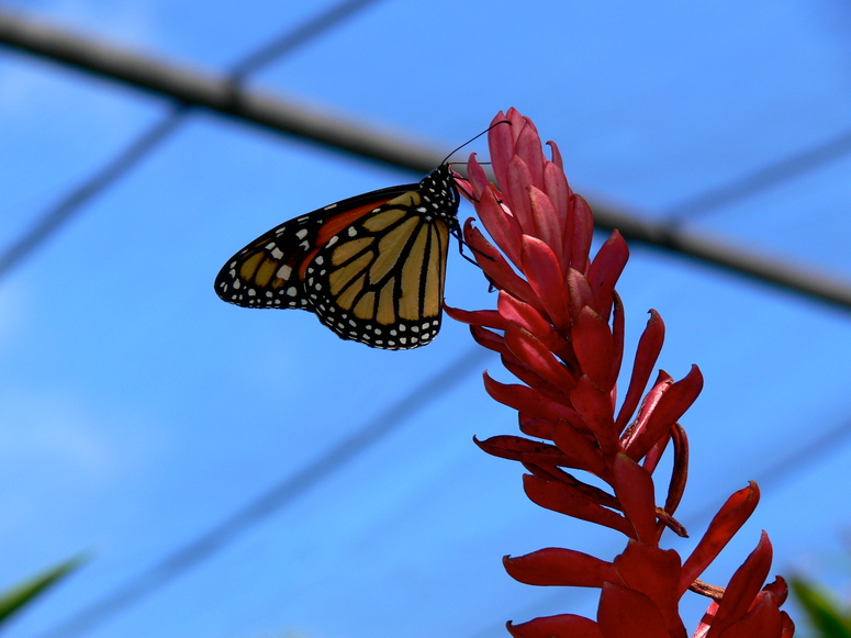 Schmetterling auf einer Blüte