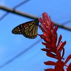 Schmetterling auf einer Blüte