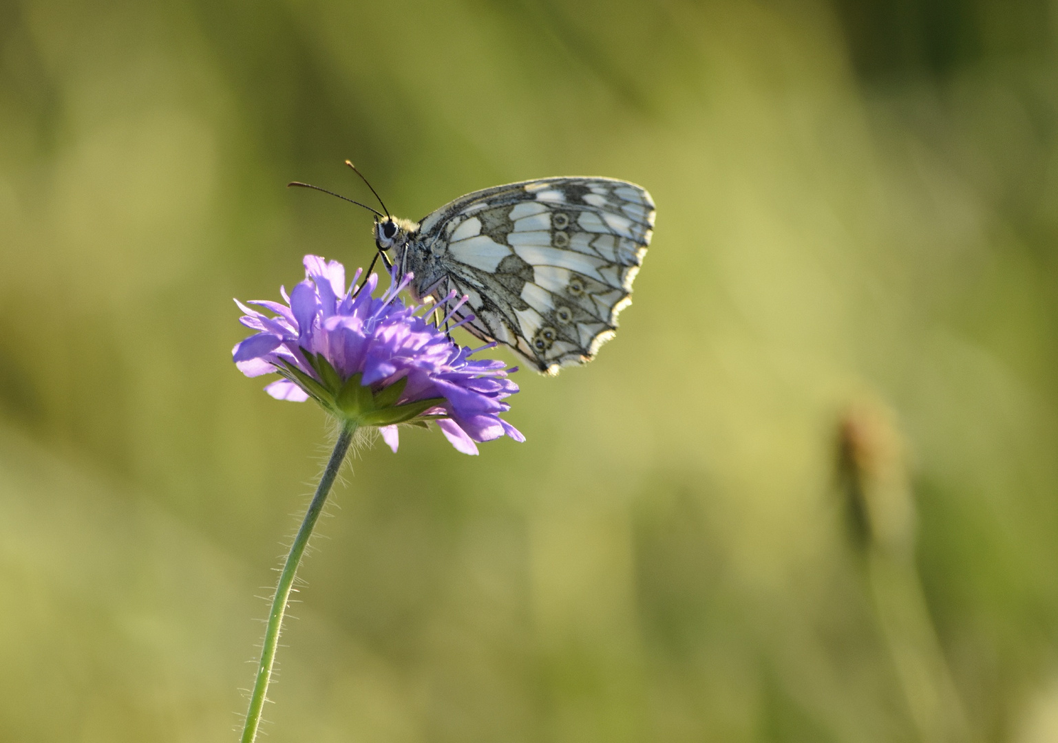 Schmetterling auf einer Blüte