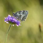 Schmetterling auf einer Blüte