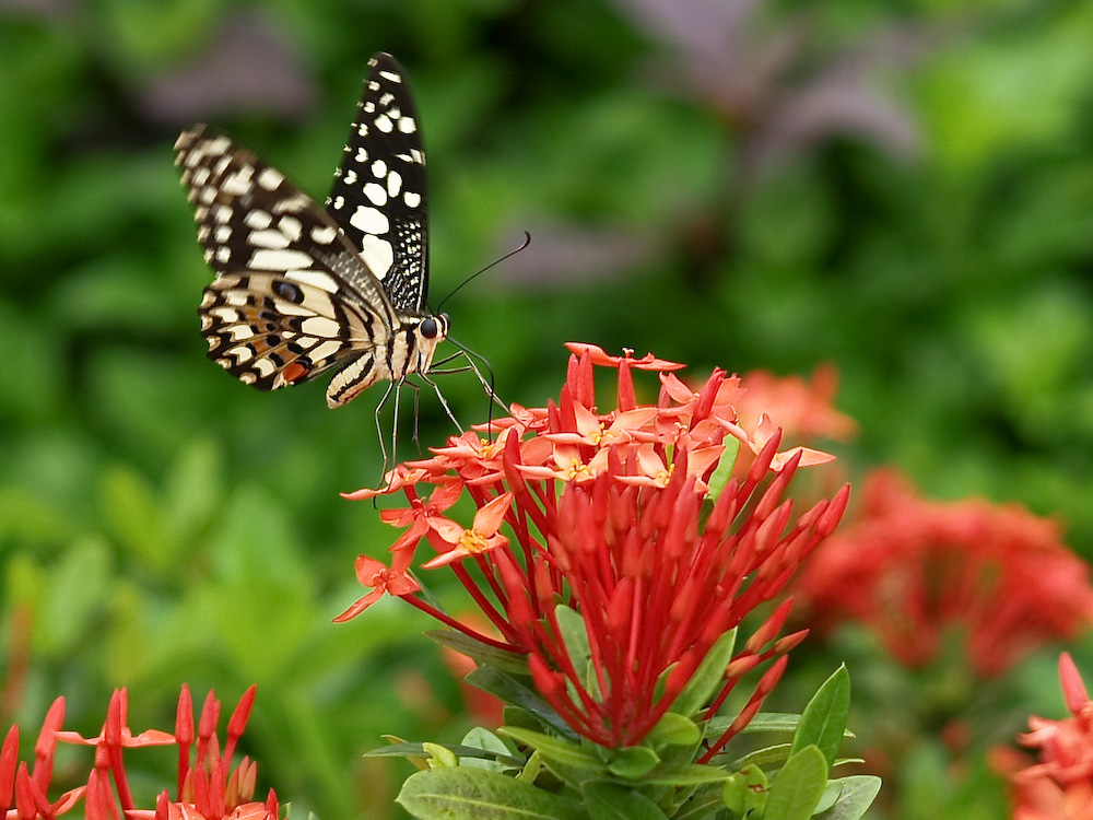 Schmetterling auf einer Blüte