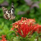 Schmetterling auf einer Blüte