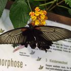 Schmetterling auf einer Blüte