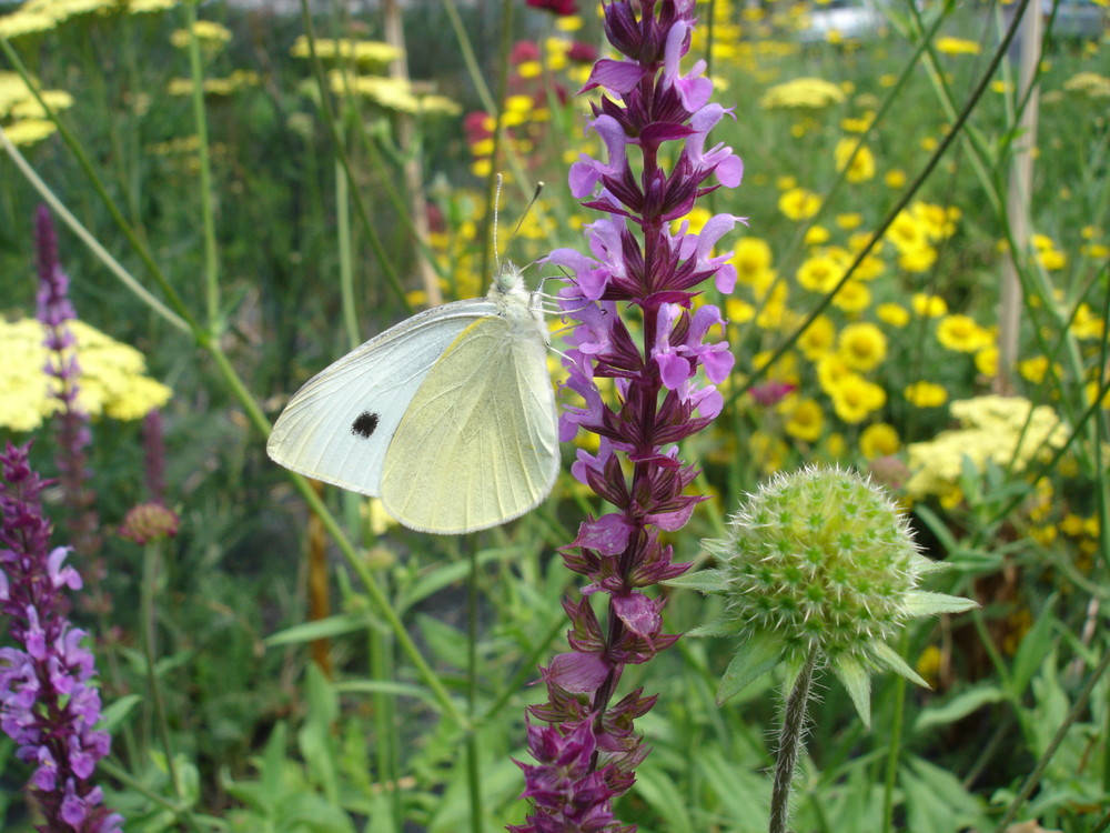 Schmetterling auf einer Blüte