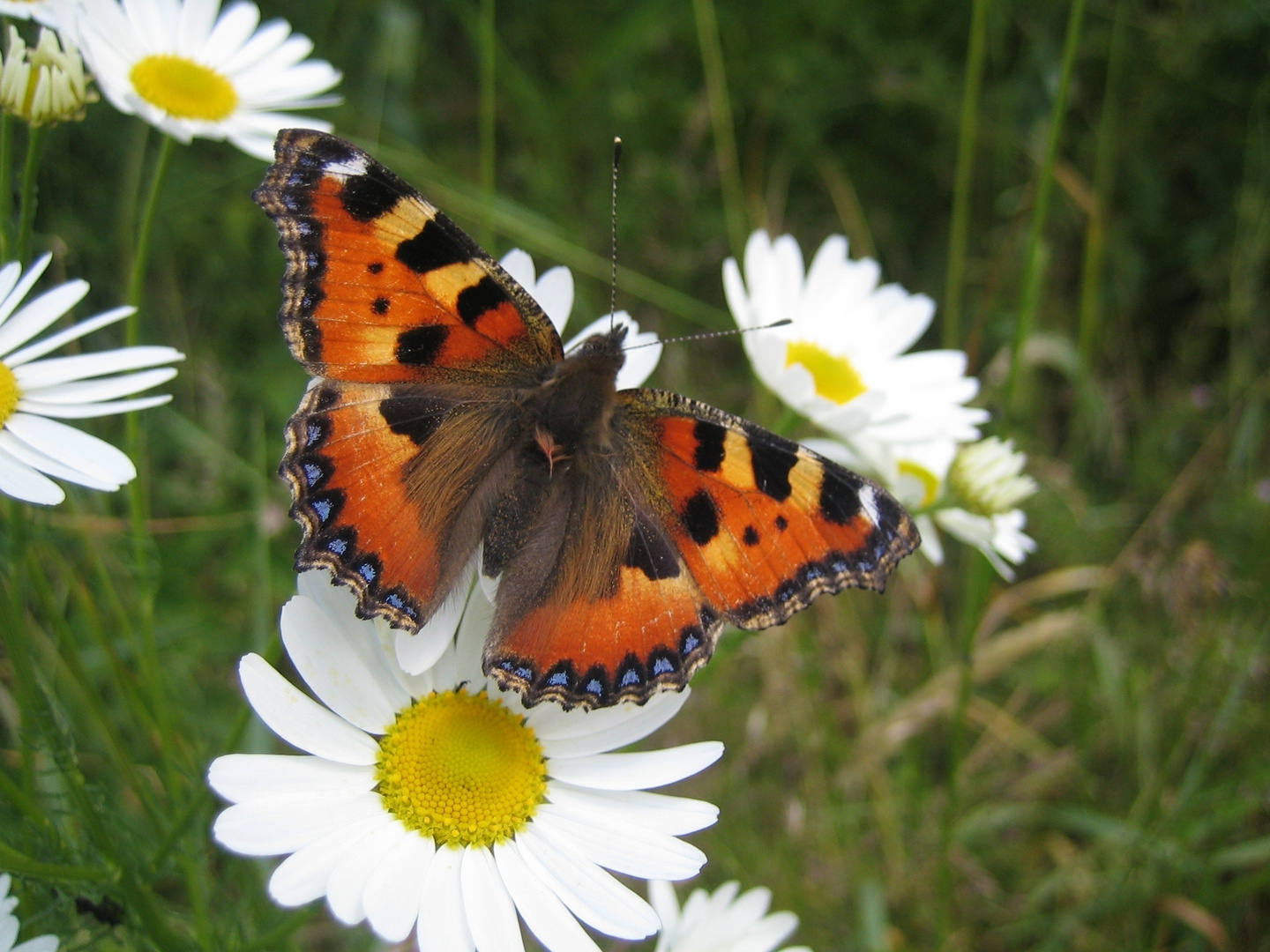 schmetterling auf einer blüte