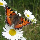 schmetterling auf einer blüte