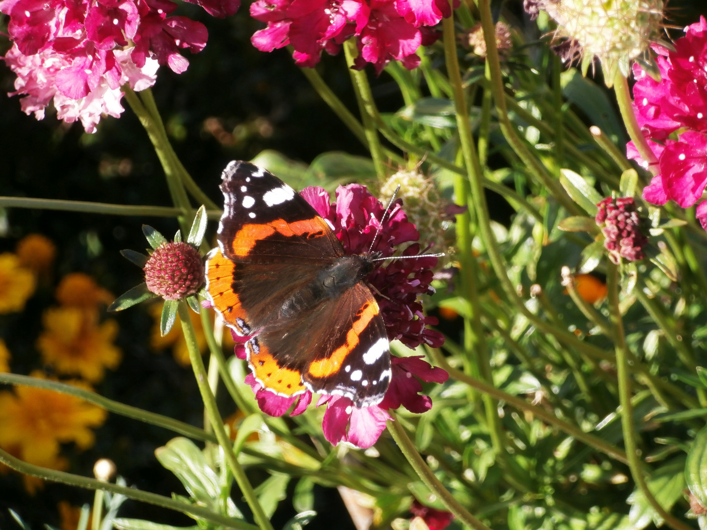 Schmetterling auf einer Blüte