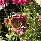 Schmetterling auf einer Blüte