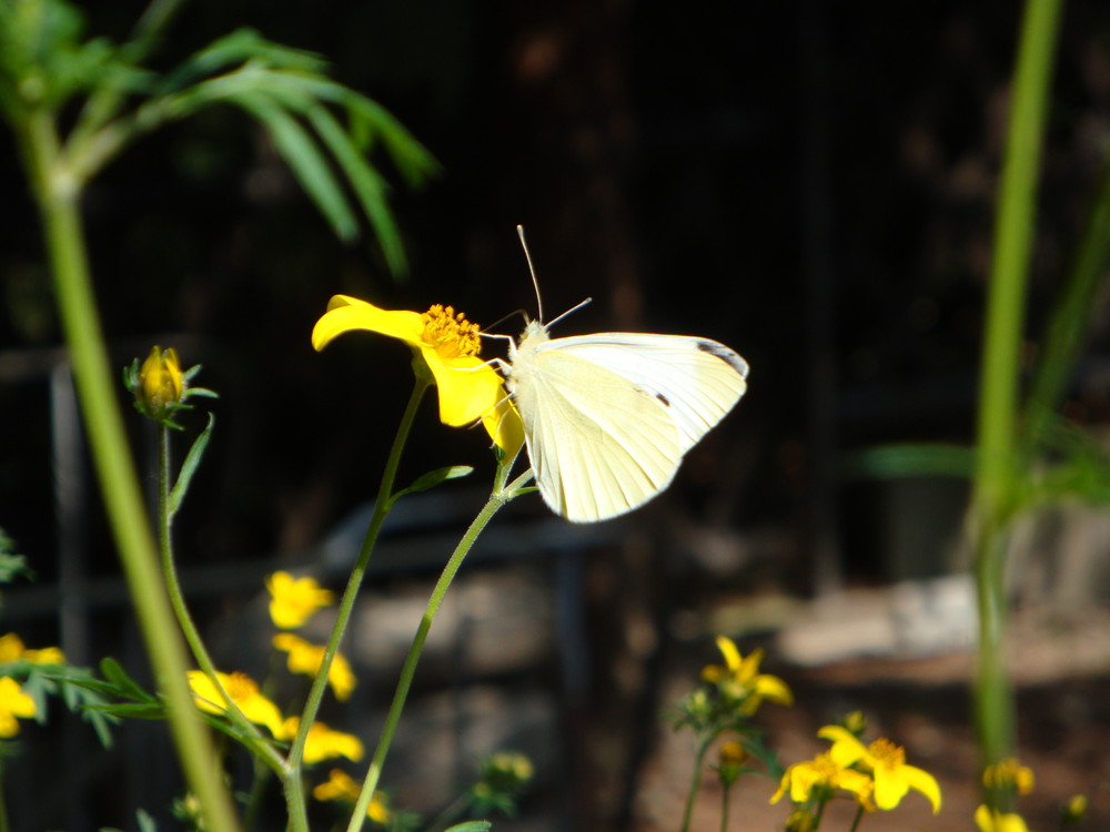 Schmetterling auf einer Blume