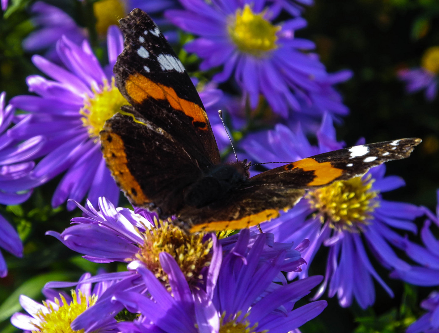 Schmetterling auf einer Blume