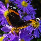 Schmetterling auf einer Blume