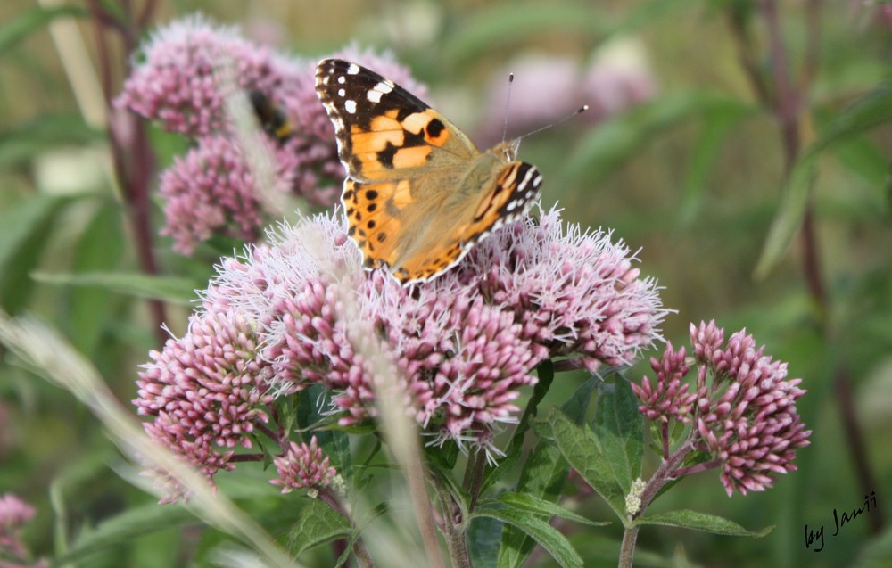 schmetterling auf einer blume.