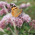 schmetterling auf einer blume.