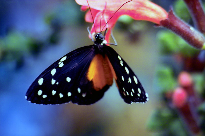 Schmetterling auf einer Blume