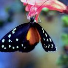 Schmetterling auf einer Blume