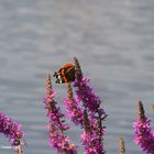 Schmetterling auf einer Blume