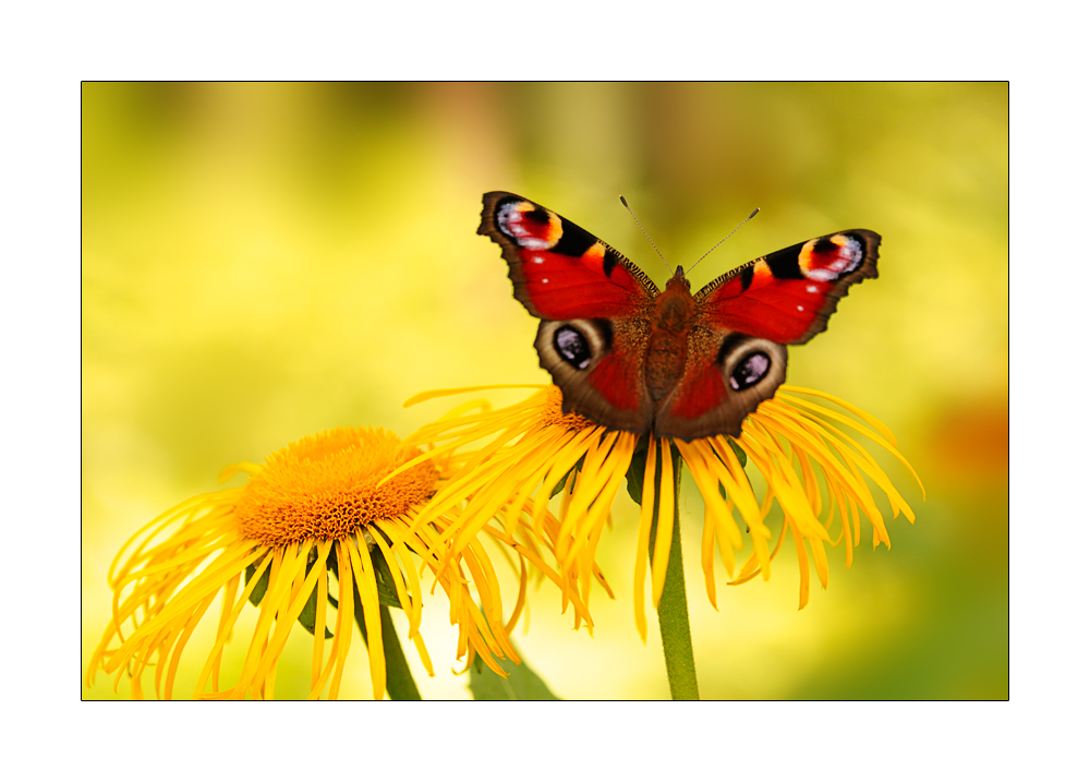 Schmetterling auf einer Blume...