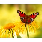 Schmetterling auf einer Blume...