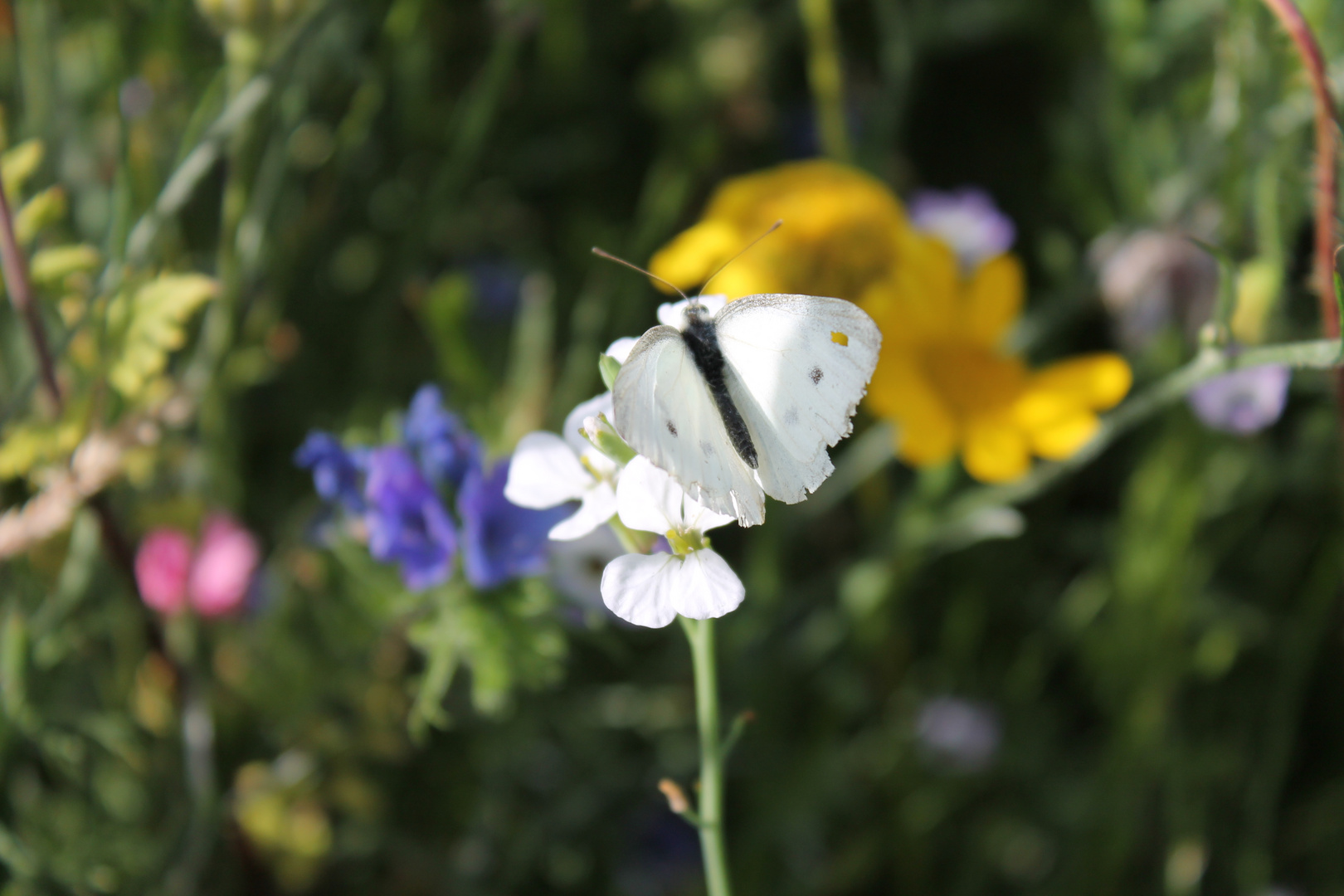 Schmetterling auf einer Blume 