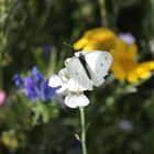 Schmetterling auf einer Blume 