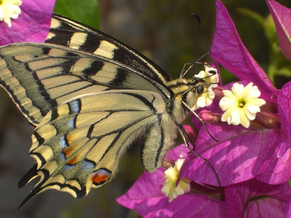 Schmetterling auf einer Bougainvillea