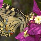 Schmetterling auf einer Bougainvillea
